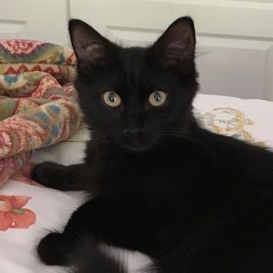 Meet your Posher, Pam